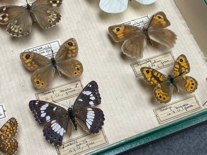 ENTOMOLOGIE - Rhopalocères paléarctiques...