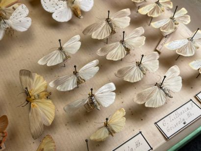 ENTOMOLOGIE - Hétérocères paléarctiques et...