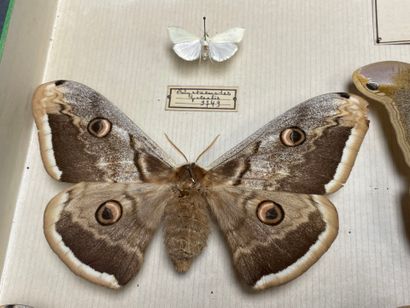ENTOMOLOGIE - Hétérocères paléarctiques et...