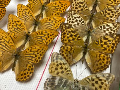 ENTOMOLOGIE - Rhopalocères paléarctiques...