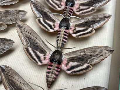 ENTOMOLOGIE - Hétérocères paléarctiques Sphingidae...
