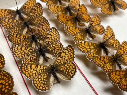 ENTOMOLOGIE - Rhopalocères paléarctiques...