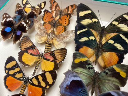 ENTOMOLOGIE - Lépidoptères exotiques et paléarctiques,...