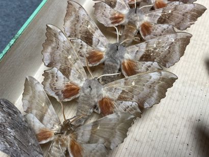 ENTOMOLOGIE - Hétérocères paléarctiques Sphingidae...