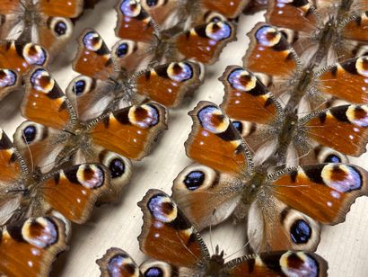 ENTOMOLOGIE - Rhopalocères paléarctiques...