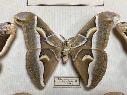 ENTOMOLOGIE - Hétérocères paléarctiques et...