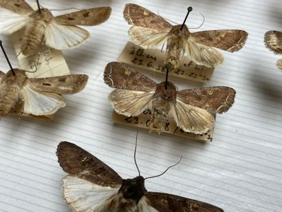 ENTOMOLOGIE - Hétérocères paléarctiques et...