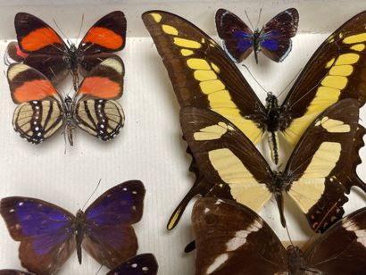 ENTOMOLOGIE - Lépidoptères exotiques et paléarctiques,...