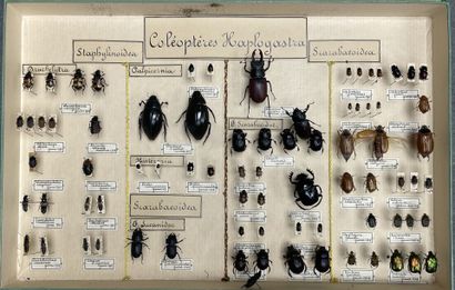 ENTOMOLOGIE - Coléoptères paléarctiques dont...