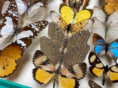 ENTOMOLOGIE - Lépidoptères exotiques et paléarctiques,...