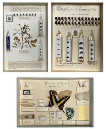 ENTOMOLOGIE - Montages entomologiques anciens,...