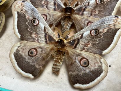 ENTOMOLOGIE - Hétérocères paléarctiques et...