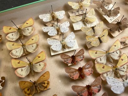 ENTOMOLOGIE - Hétérocères paléarctiques et...