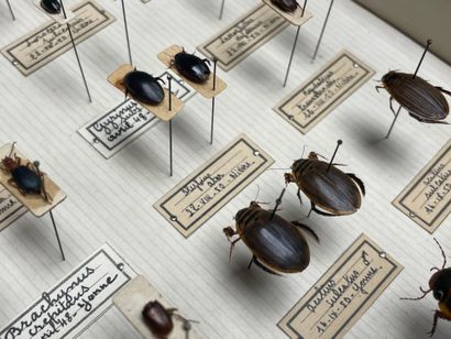 ENTOMOLOGIE - Coléoptères paléarctiques dont...