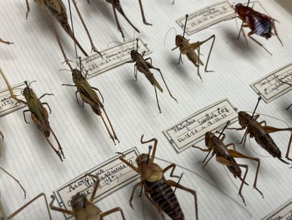 ENTOMOLOGIE - Insectes divers paléarctiques...