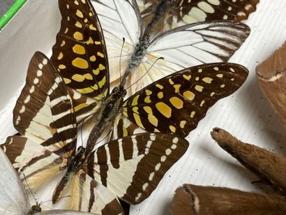 ENTOMOLOGIE - Hétérocères paléarctiques Sphingidae...