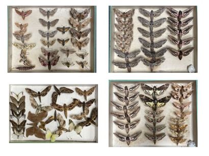 ENTOMOLOGIE - Hétérocères paléarctiques Sphingidae...