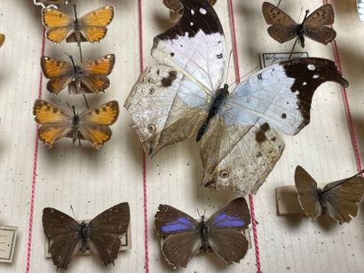 ENTOMOLOGIE - Rhopalocères paléarctiques...