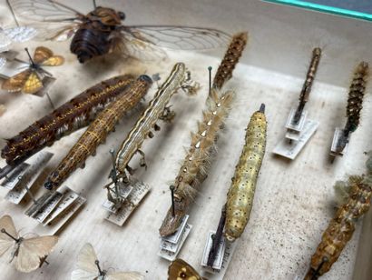 ENTOMOLOGIE - Hétérocères paléarctiques et...