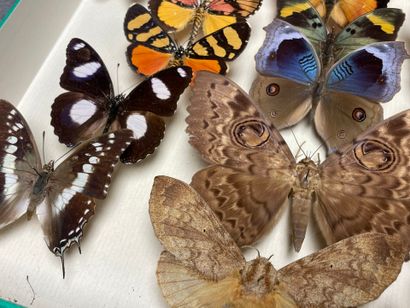 ENTOMOLOGIE - Lépidoptères exotiques et paléarctiques,...