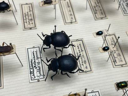 ENTOMOLOGIE - Coléoptères paléarctiques dont...