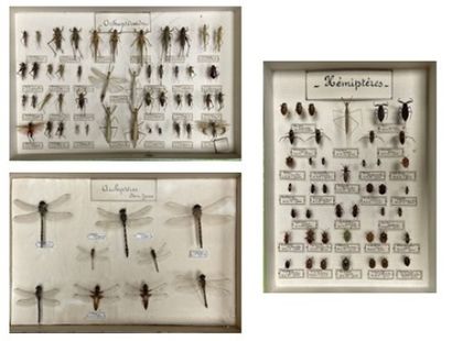 ENTOMOLOGIE - Insectes divers paléarctiques...