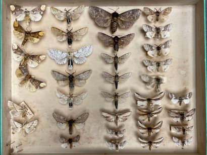 ENTOMOLOGIE - Hétérocères paléarctiques et...