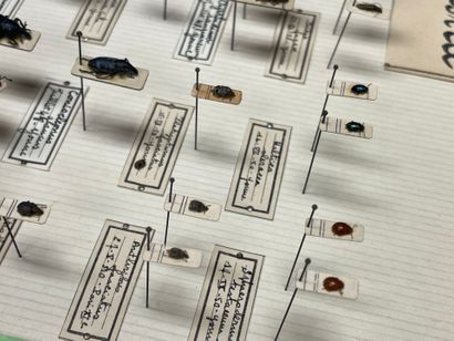 ENTOMOLOGIE - Coléoptères paléarctiques dont...