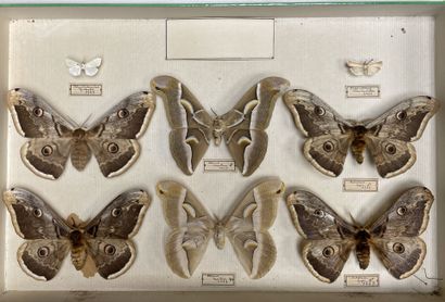 ENTOMOLOGIE - Hétérocères paléarctiques et...