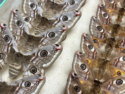 ENTOMOLOGIE - Hétérocères paléarctiques et...