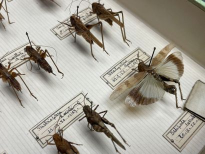 ENTOMOLOGIE - Insectes divers paléarctiques...