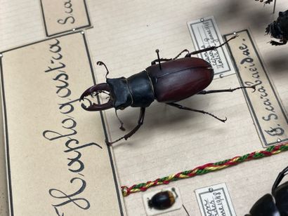ENTOMOLOGIE - Coléoptères paléarctiques dont...