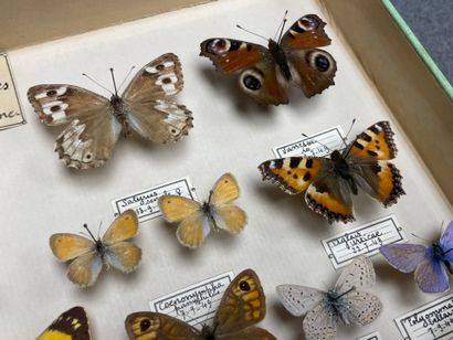 ENTOMOLOGIE - Rhopalocères paléarctiques...