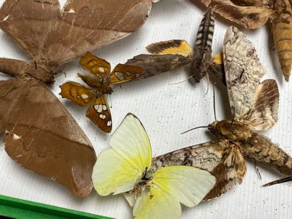ENTOMOLOGIE - Hétérocères paléarctiques Sphingidae...
