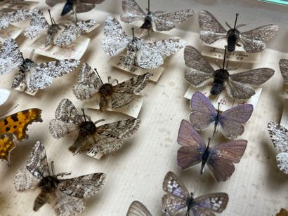ENTOMOLOGIE - Lépidoptères exotiques et paléarctiques,...