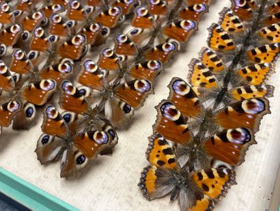 ENTOMOLOGIE - Rhopalocères paléarctiques...