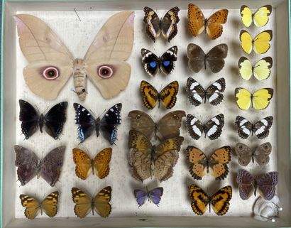 ENTOMOLOGIE - Lépidoptères exotiques et paléarctiques,...