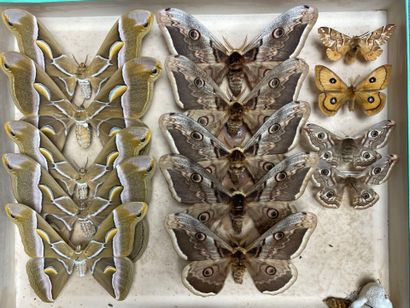 ENTOMOLOGIE - Hétérocères paléarctiques et...