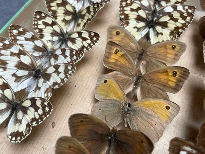 ENTOMOLOGIE - Lépidoptères exotiques et paléarctiques,...