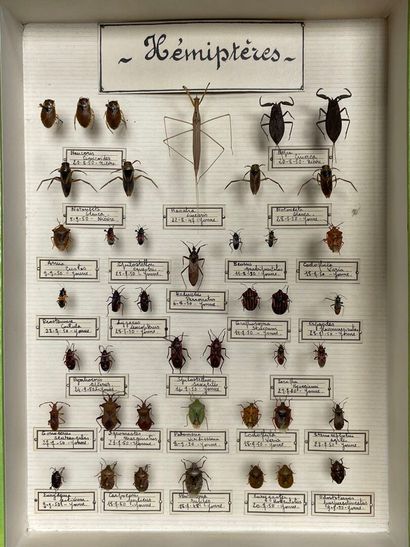 ENTOMOLOGIE - Insectes divers paléarctiques...