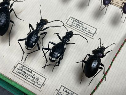 ENTOMOLOGIE - Coléoptères paléarctiques dont...