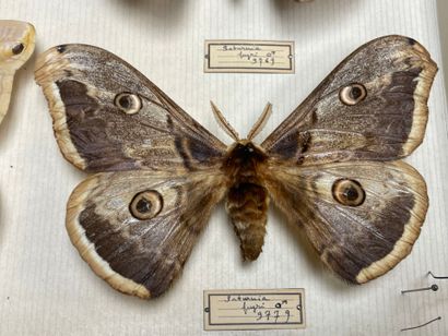 ENTOMOLOGIE - Hétérocères paléarctiques et...