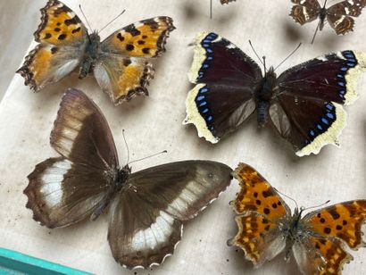 ENTOMOLOGIE - Rhopalocères paléarctiques...