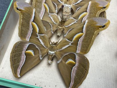 ENTOMOLOGIE - Lépidoptères exotiques et paléarctiques,...