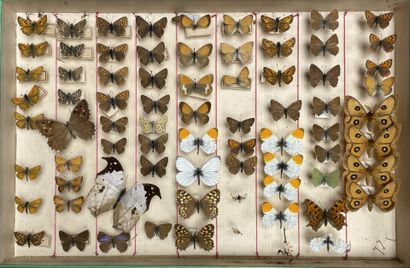 ENTOMOLOGIE - Rhopalocères paléarctiques...