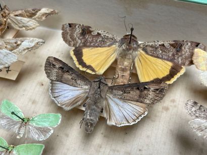 ENTOMOLOGIE - Hétérocères paléarctiques et...