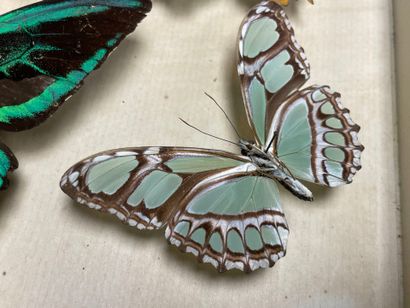 ENTOMOLOGIE - Lépidoptères exotiques et paléarctiques,...