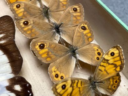 ENTOMOLOGIE - Lépidoptères exotiques et paléarctiques,...