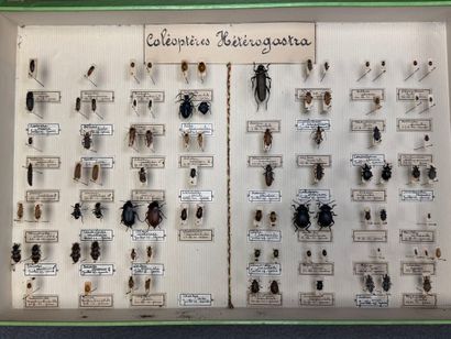 ENTOMOLOGIE - Coléoptères paléarctiques dont...