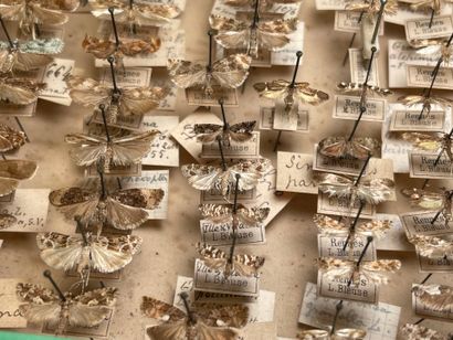 ENTOMOLOGIE - Hétérocères paléarctiques et...